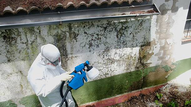Trusted Attic Mold Removal service in Rosemount, MN - Cheap Mold Removal